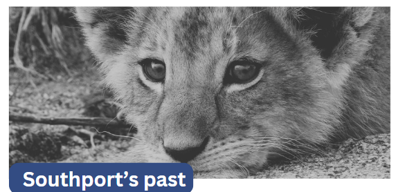 Raja the Lion: Southport’s Legendary Gentle Giant