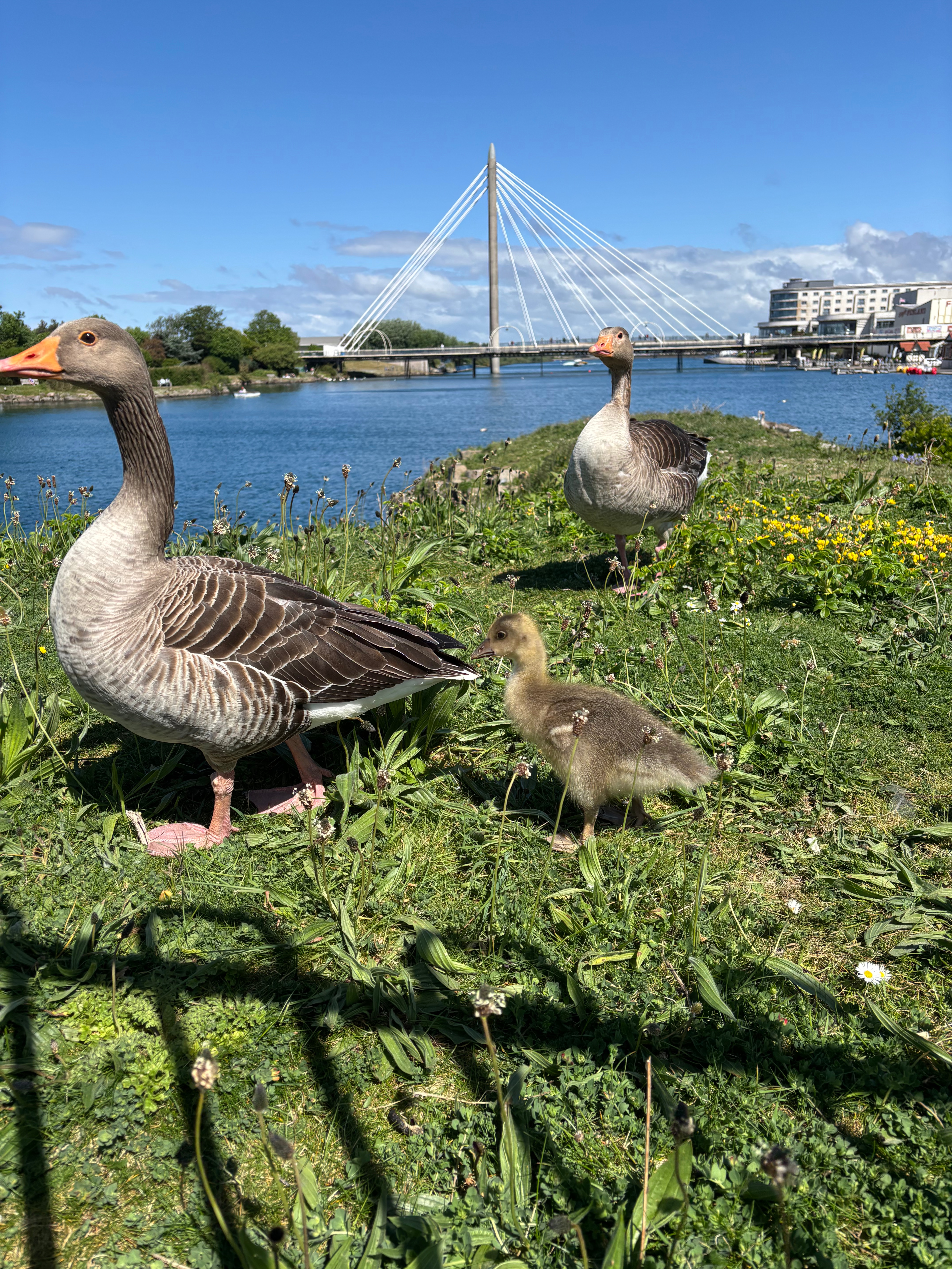 The Vibrant Community of Southport: Stories and Connections