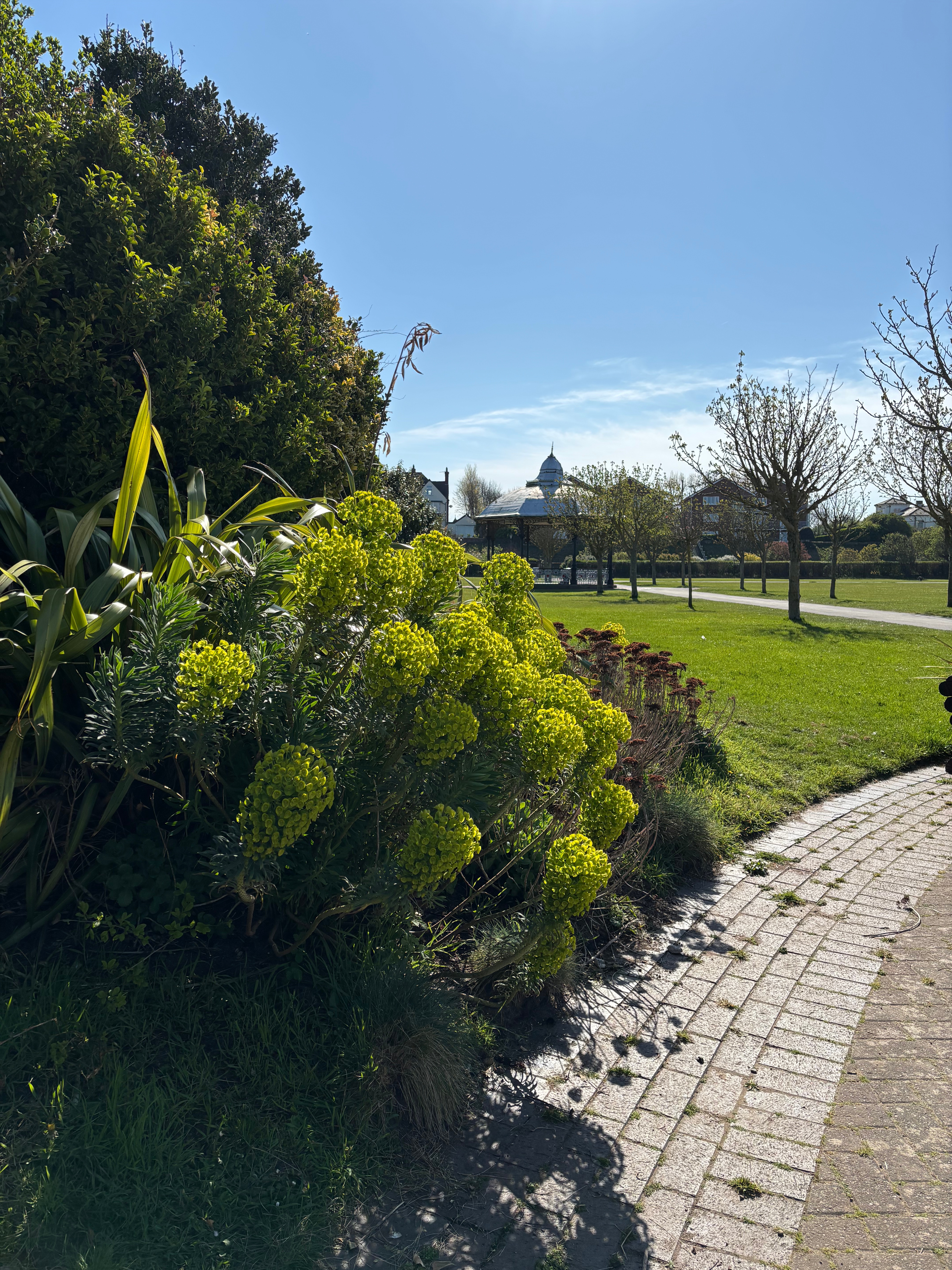 Victoria Park: A Blossoming Story Behind Our Cover